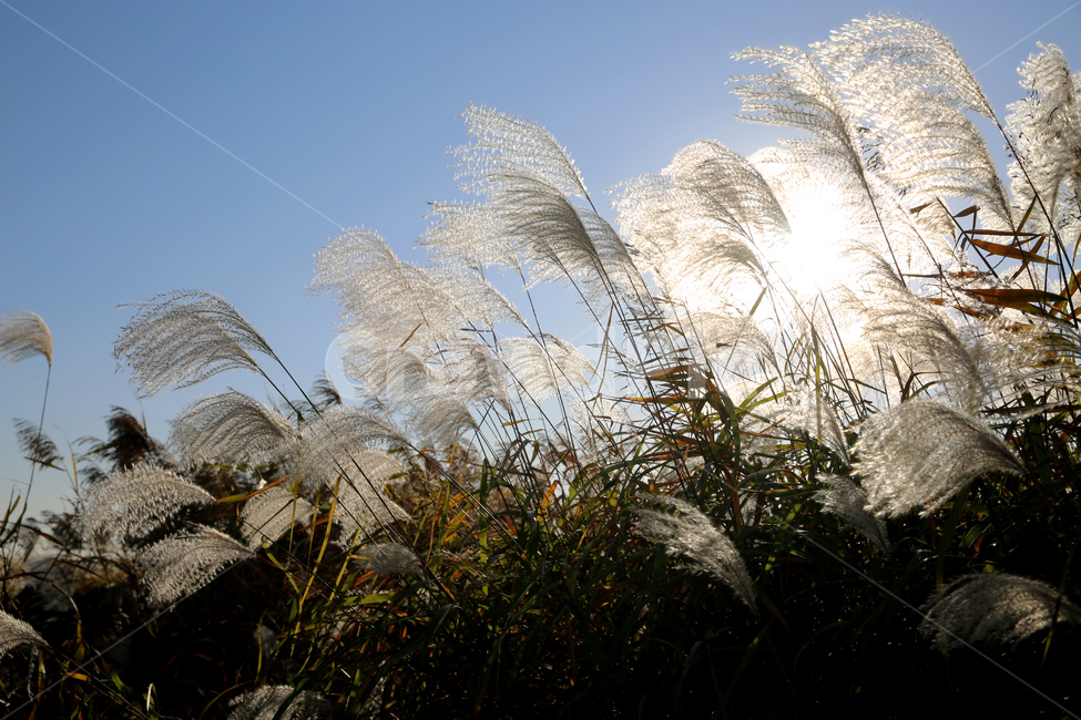 가을,갈대,풍경,억새,하늘,자연,nature,landscape,식물,plants