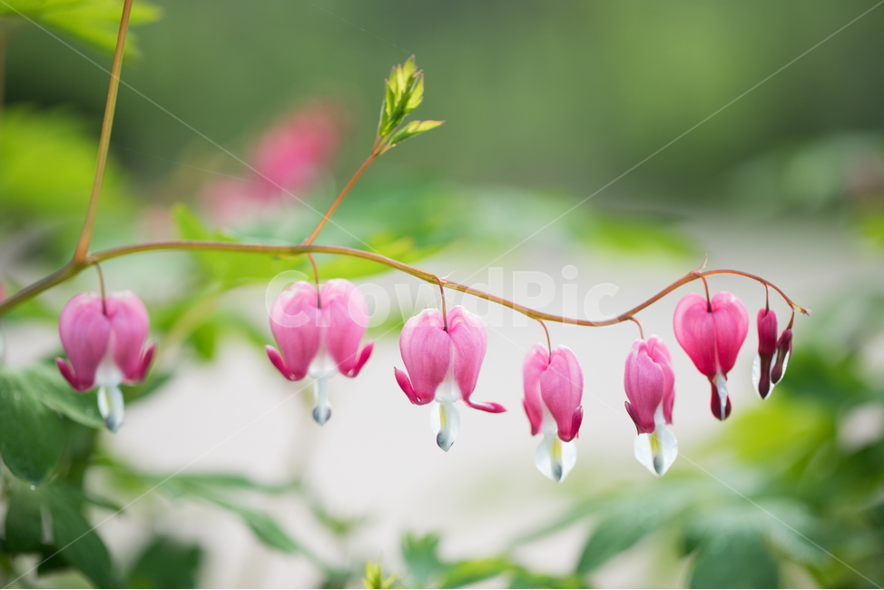 금낭화,꽃,플라워,flower,dicentra,식물,식물,자연,plants,nature,꽃,flower