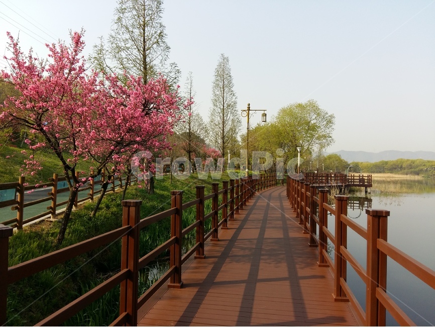 신정호수,물,나무,봄,연두,아침,자연,풍경,nature,landscape,한국자연풍경,한국자연경관,korea nature landscape,railing,난간,handrail,banister