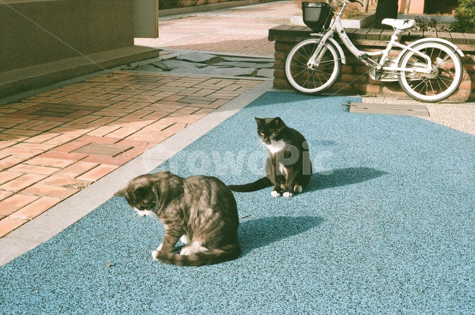 고양이,필름사진,햇살,나른함,오전,여유,아침,동물,animal,포유류,mammal,고양이,cat,kitten,kitty