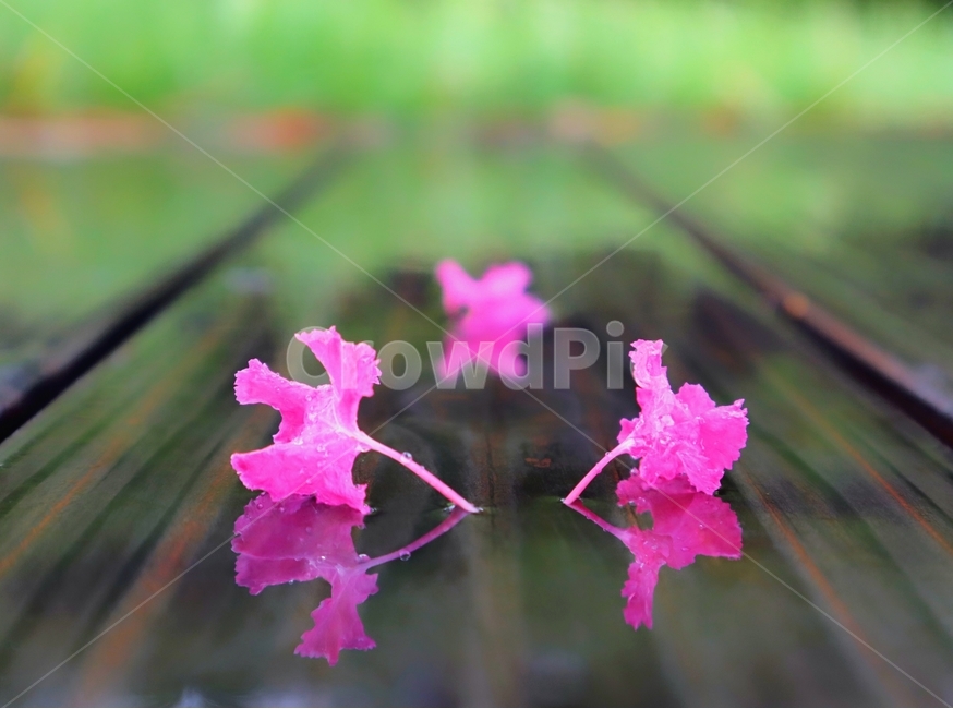 비,꽆잎,백일홍,반영,여름,꽃,flower