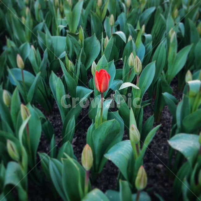 plant,식물,flower,blossom,꽃,식물,자연,plants,nature,꽃,flower
