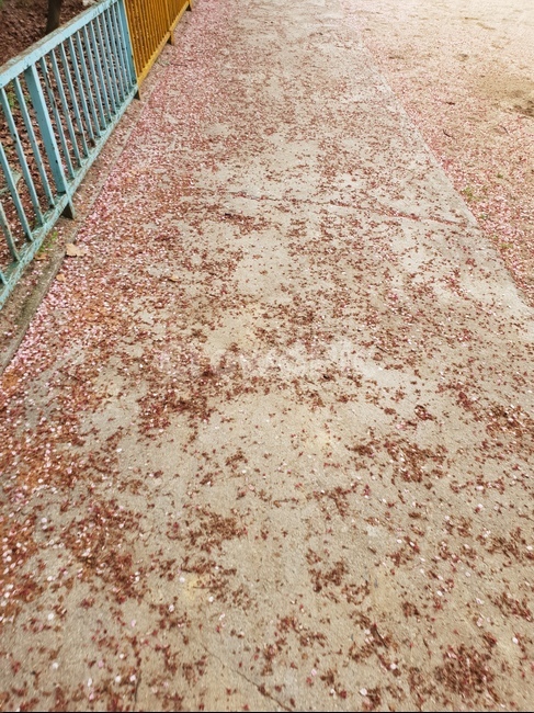 꽃길,벚꽃길,꽃잎,아련함,봄,봄꽃,봄날,아름다움,핑크,꽃,와인,자색,자줏빛,길목,길,골목,골목길,핑크빛,떨어진꽃,평화,흩날리는,벚꽃잎,봄향기,떨어진꽃잎,봄거리,자연스러운,꽃향기나는