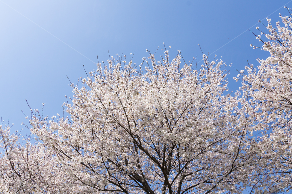 봄,벚꽃,나들이,봄꽃,꽃,감성,자연,풍경,cherryblossom,개화,식물