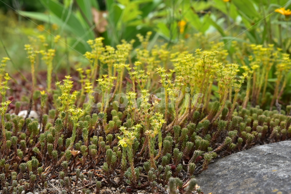 야생화,자연,숲,풍경,꽃,식물,자연,plants,nature