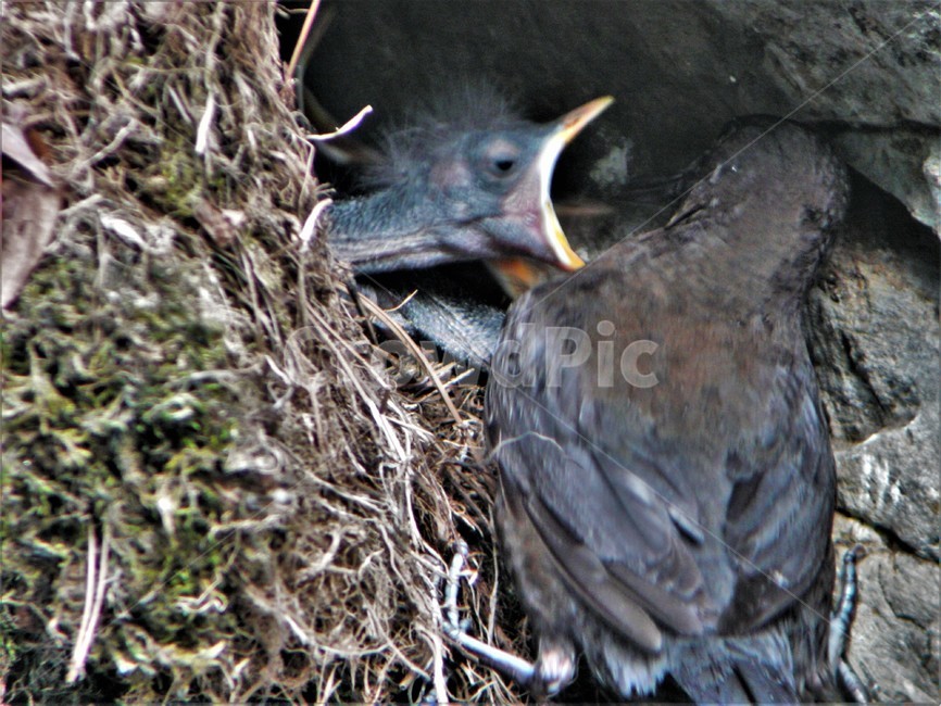 물까마귀,참새목,텃새,물가새,야생동물,난생동물,동물,animal,조류,새,birds
