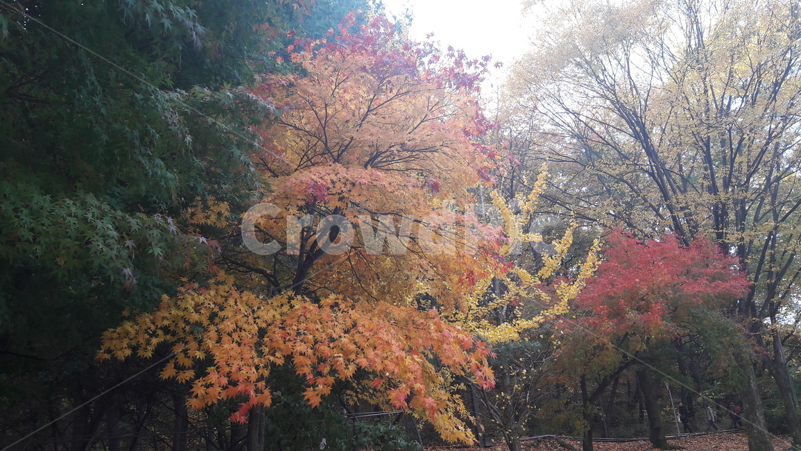 가을,단풍,나무,하늘,아름다움,가을,계절,fall,autumn,season,tree,plant,식물,maple