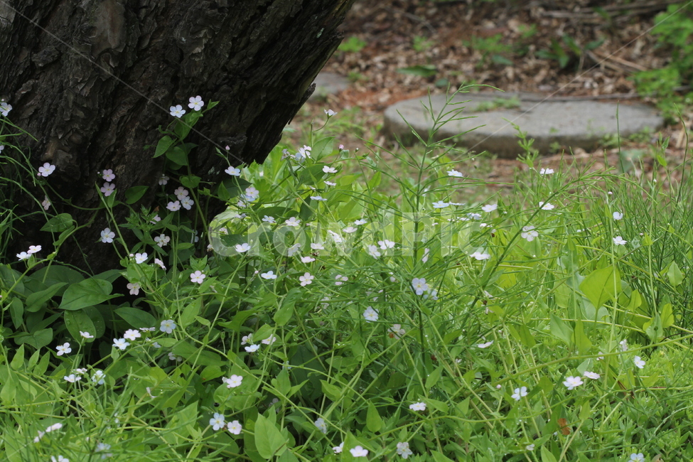 봄,꽃,꽃마리,정원,꽃다지,식물,자연,plants,nature,꽃,flower