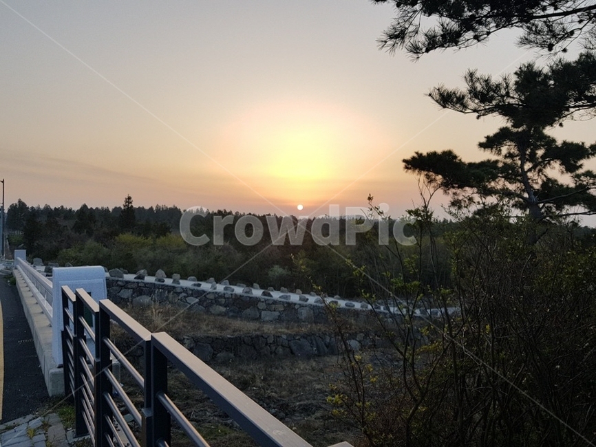 제주도,서귀포,하늘,해뜰때,나무