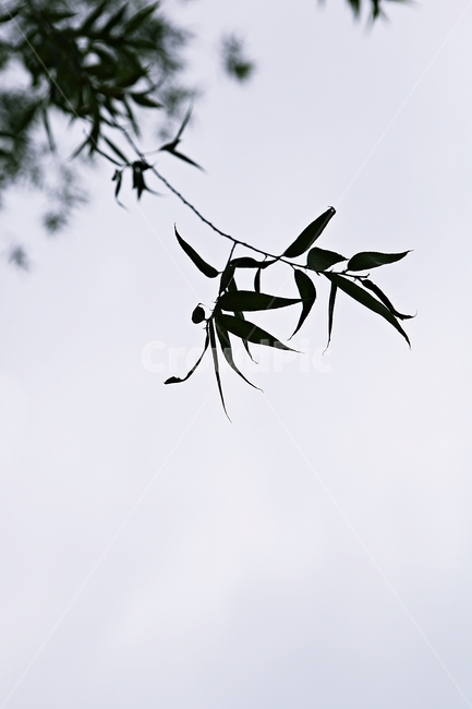 버들잎,버드나무,나무,나무잎,배경,식물,자연,plants,nature