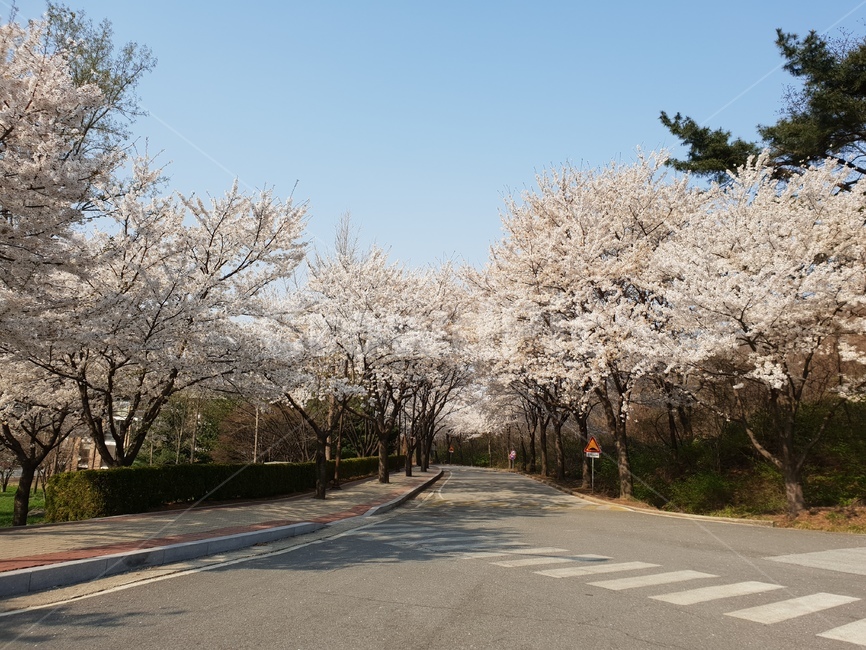 벚꽃,벚꽃길,도로,맑음,맑은하늘