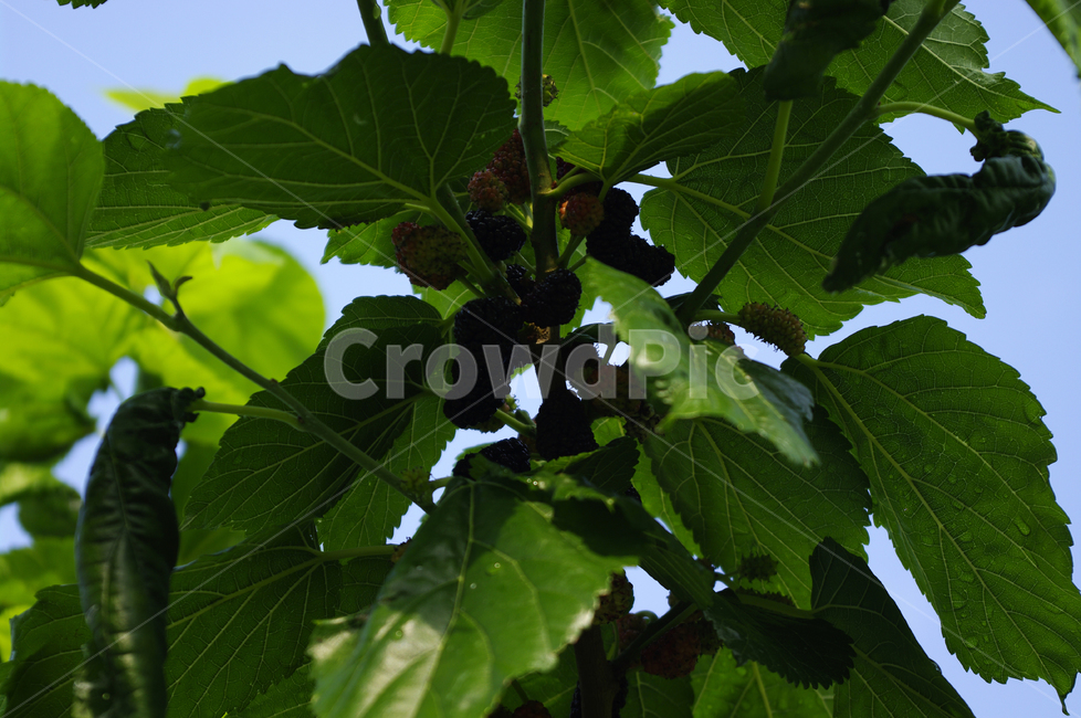 뽕나무,오디,열매,식물,plant,식물,자연,plants,nature,과일,열매,fruit