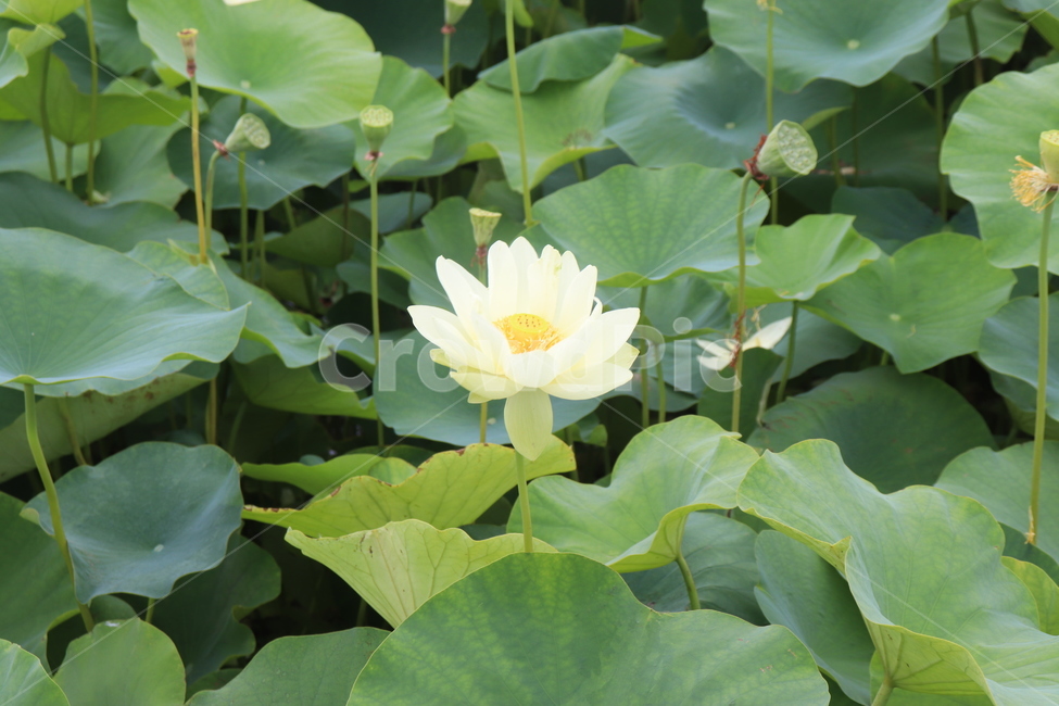 연꽃,여름,경주,경주연꽃,꽃