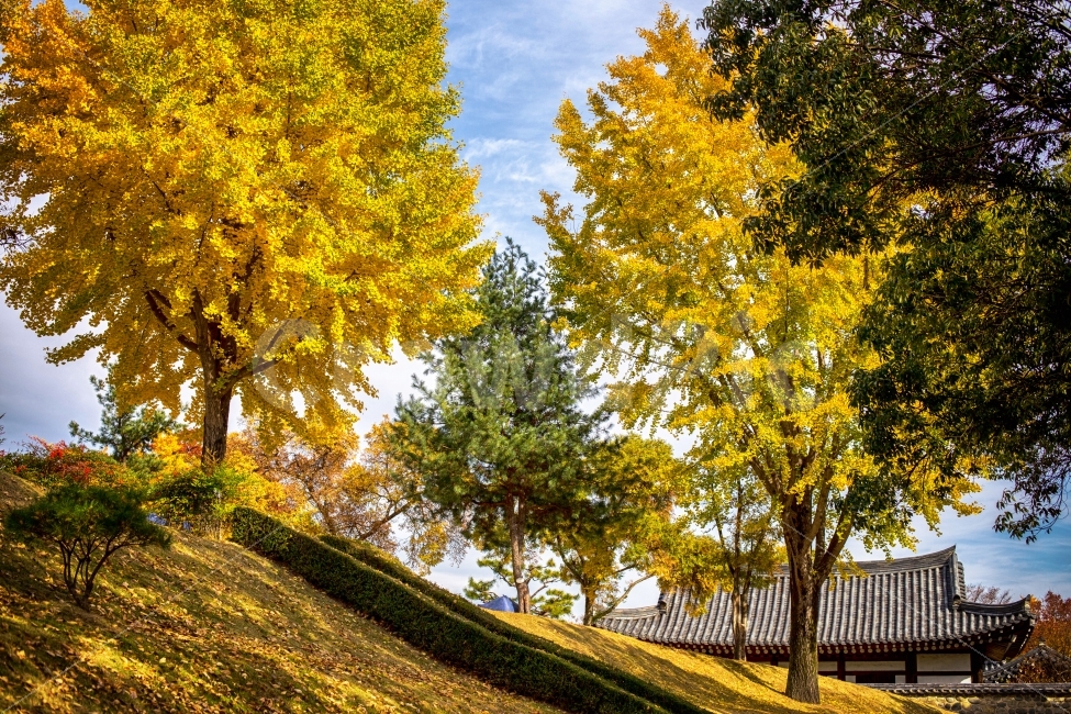 가을,은행나무,노랑노랑,HDR,진주성,가을,계절,fall,autumn,season,한국전통,한국문화,korean traditional,korean culture,랜드마크,landmark,tourist attraction,한국랜드마크,한국관광지,한국명소,korea landmark,korea tourist attraction,tree,나무,plant,식물
