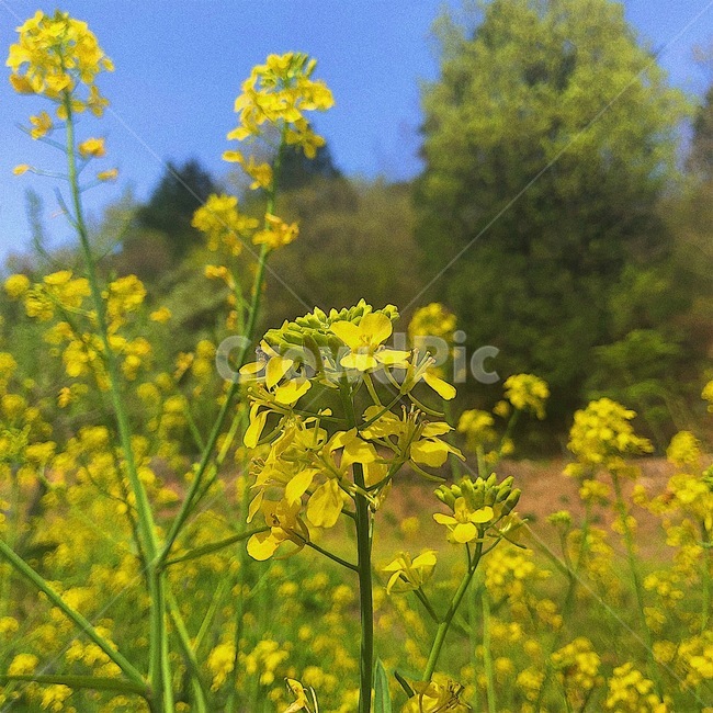 식물,풍경,갓꽃,flower,plants