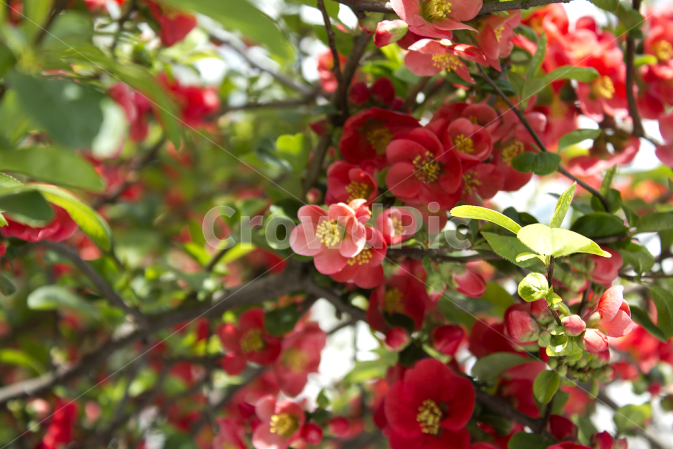chaenomelesspeciosa,산당화,명자꽃,블러,아웃포커스,클로즈업,가지,나뭇가지,빨강,레드,빨간색,녹색,그린,초록색,나뭇잎,잎,잎사귀,꽃,플라워,생화,봄,봄꽃,실외,야외,공원,정원,나무,식물,자연,신선한
