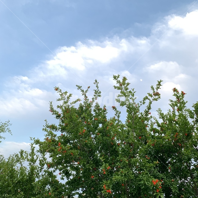 구름,cloud,나무,꽃,tree,flower,blossom