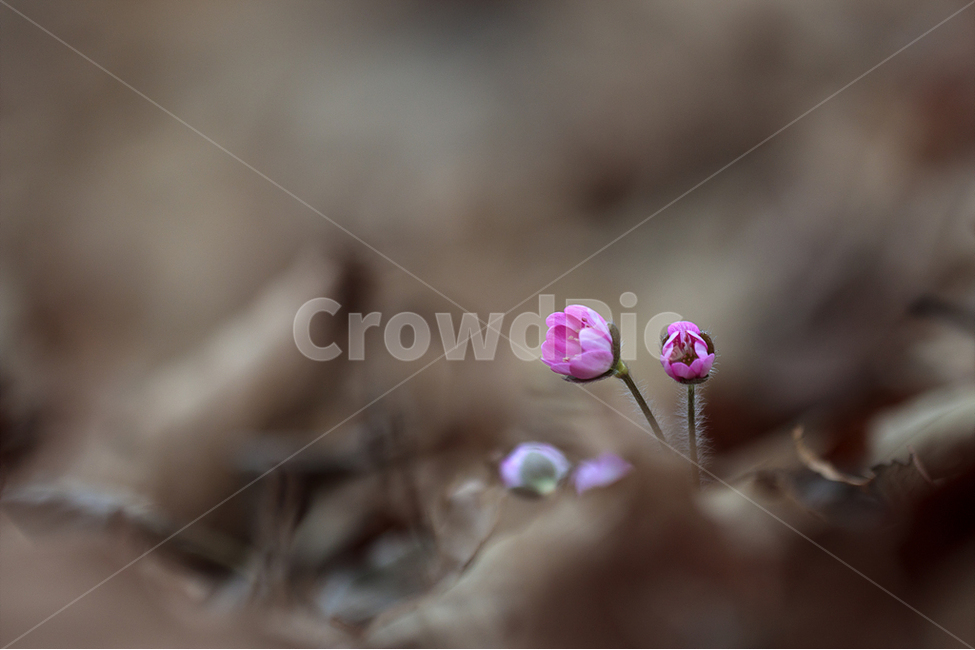 봄,노루귀,야생화,수리산,봄꽃,식물,자연,plants,nature,꽃,flower