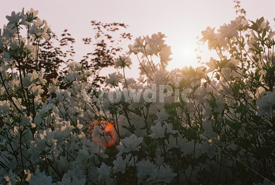 빛,꽃,흰꽃,노을,꽃나무,식물,자연,plants,nature,꽃,flower