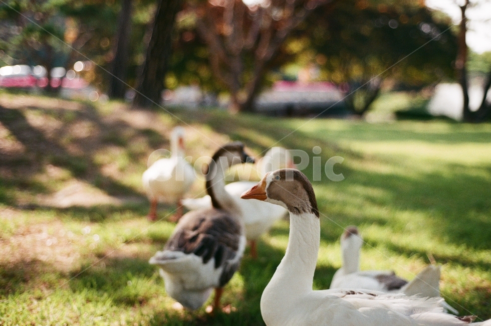 거위,동물,새,animal,bird,필름사진,아웃포커싱,노이즈,동물,animal,조류,새,birds