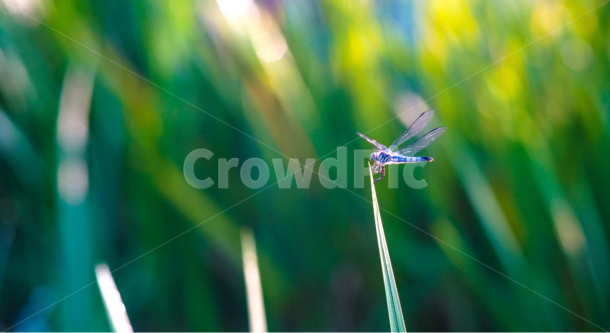잠자리,날개,겹눈,곤충,풀,이슬,들판,동물,animal,곤충,벌레,insect,bug,휴식,힐링,rest,relaxation,healing