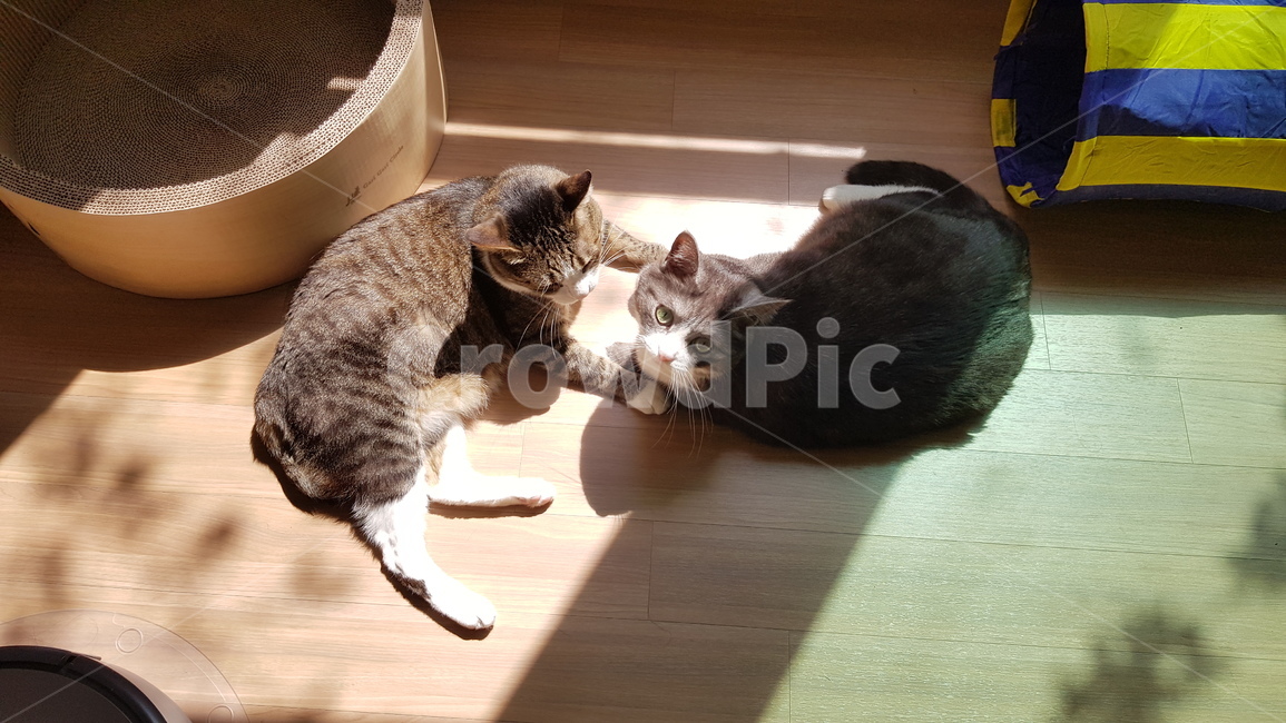 고양이,집고양이,두마리,코숏,cat