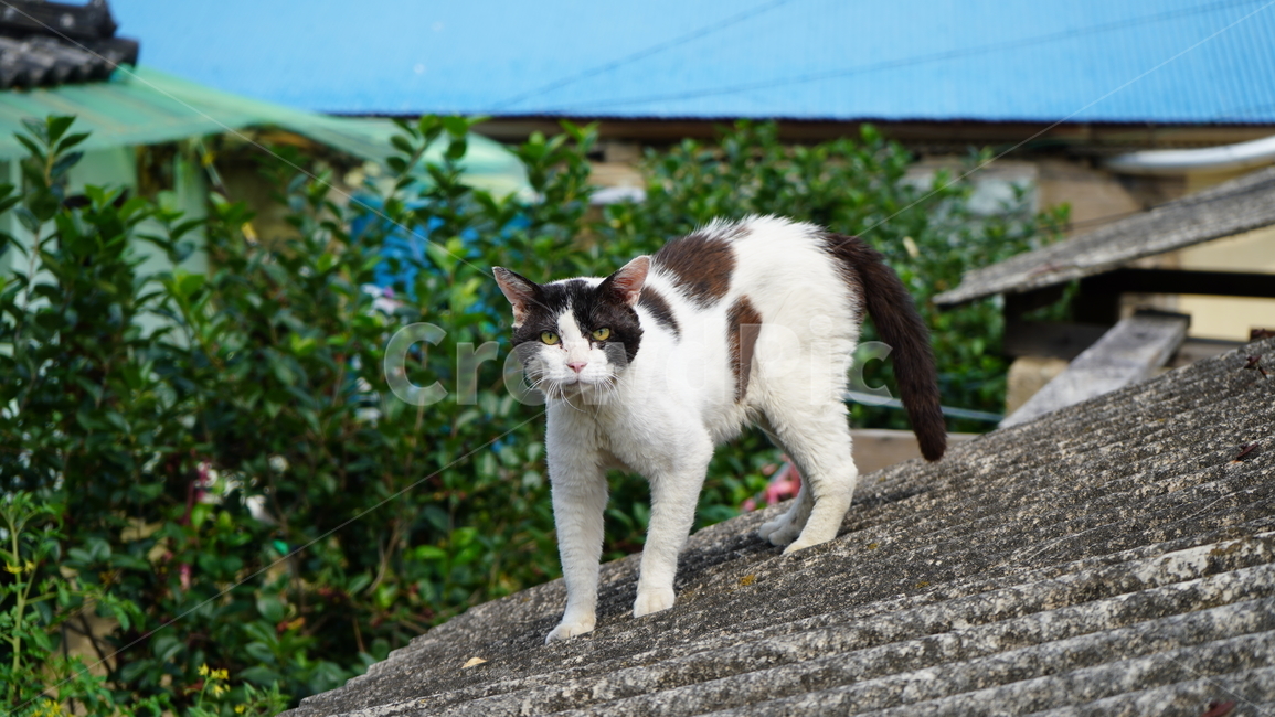 고양이,길고양이,반려,지붕,낭만,동물,동물,animal,포유류,mammal,고양이,cat,kitten,kitty
