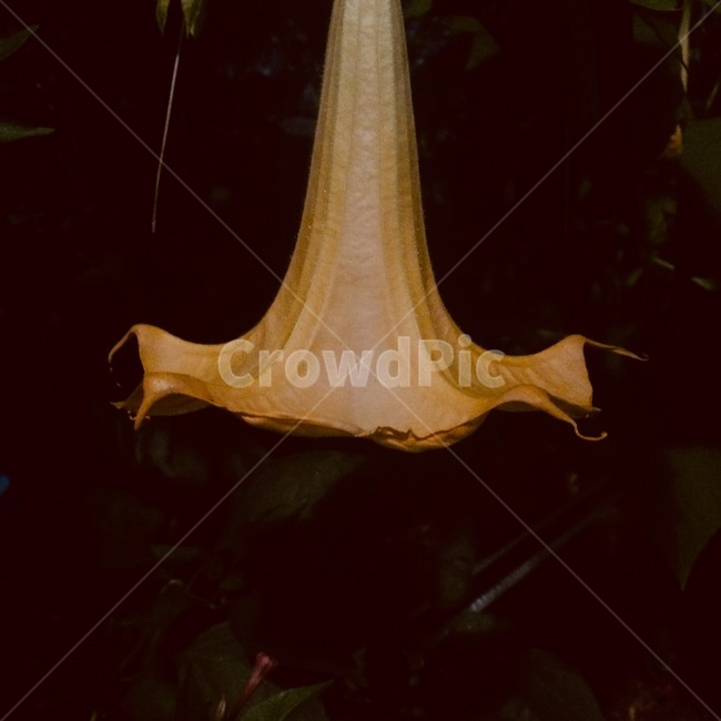 꽃,식물,자연,flower,nature