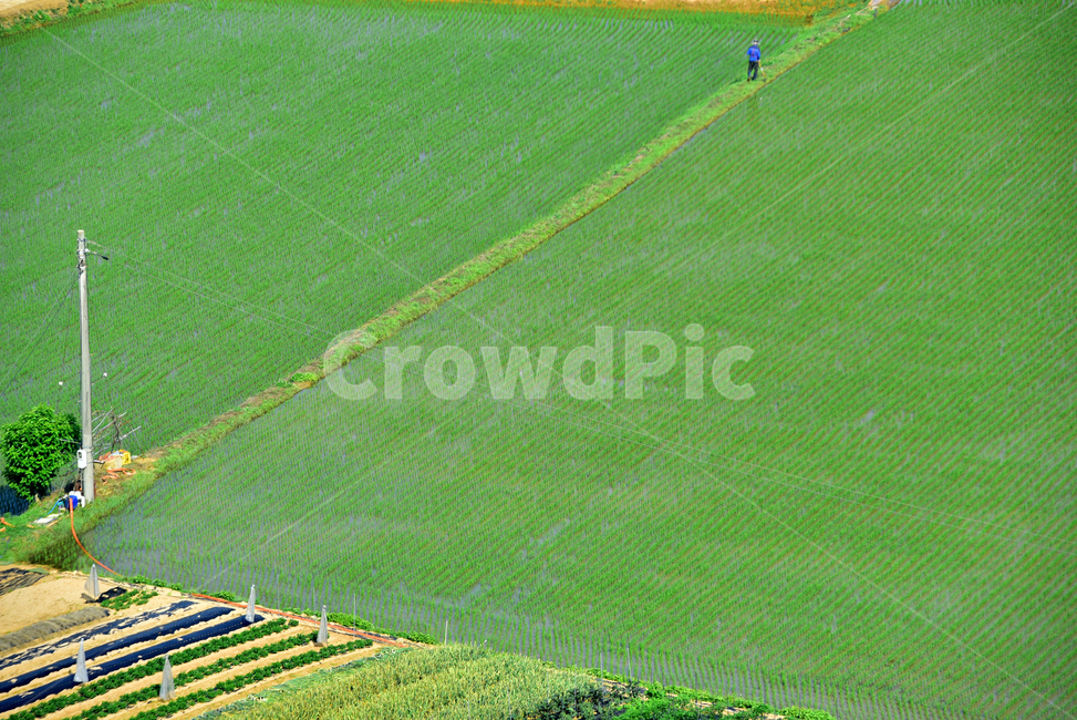 벼,벼농사,논,논농사,농사,농촌,시골,초록,녹색,village,rice,ricefield,farming,산업,industry,industrial,농업,농사,agriculture,farming,farming industry