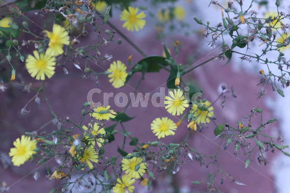 고들빼기,꽃,잎가지,flower,branch