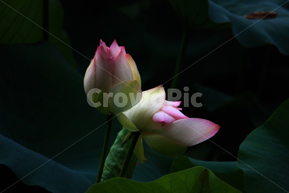 식물,연꽃,꽃,flower,flowerage,식물,자연,plants,nature,꽃,flower