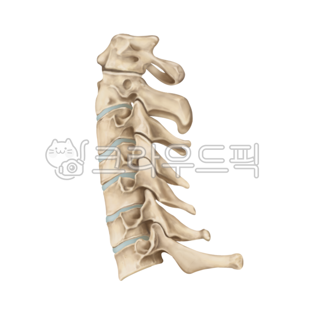 spine,cervicalspine,cervical,경추,목,뼈,humanbones,목뼈,메디컬일러스트,medicalillustration