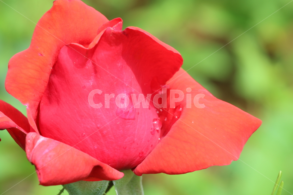 꽃,레드,빨강,로즈,장미,식물,자연,야생화,들꽃,식물,자연,plants,nature,꽃,flower