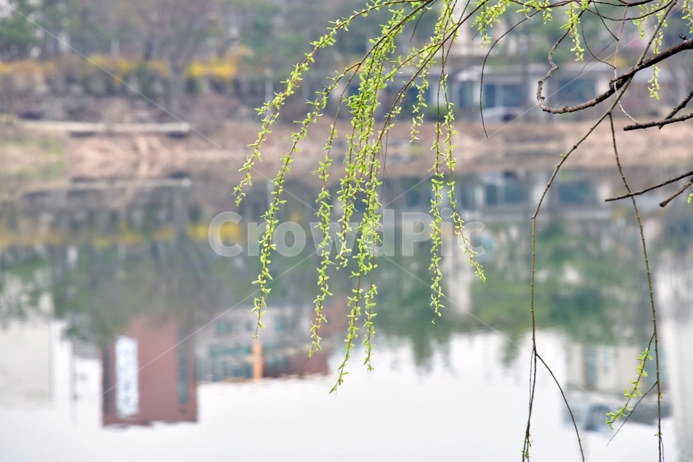 식물,plant,봄,새싹,강,호수,푸름,나무