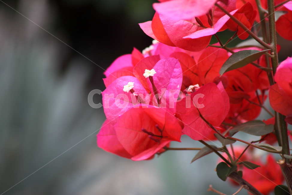 부겐베리아,부겐빌레아,부겐비레아,bougainvillea,paperflower
