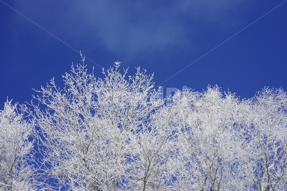 눈꽃,상고대,등산,겨울산,설산,자연,겨울,겨울,계절,winter,season,식물,자연,plants,nature
