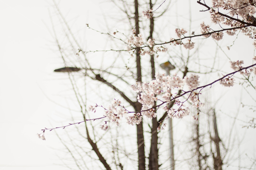 봄,벚꽃,나무,식물,꽃구경,봄,계절,spring,season