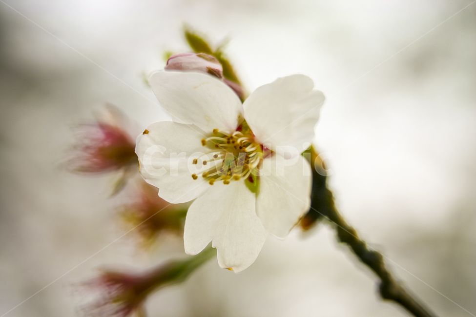 벚꽃,매크로,접사,꽃,흰꽃,암술,수술,봄,계절,spring,season,식물,자연,plants,nature,꽃,flower,plant