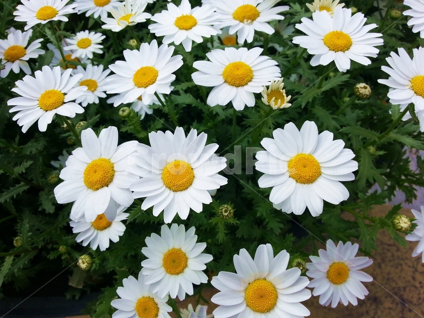 꽃,봄,식물,계절,spring,휴식,힐링,감성,데이지,blossom,flower,plant