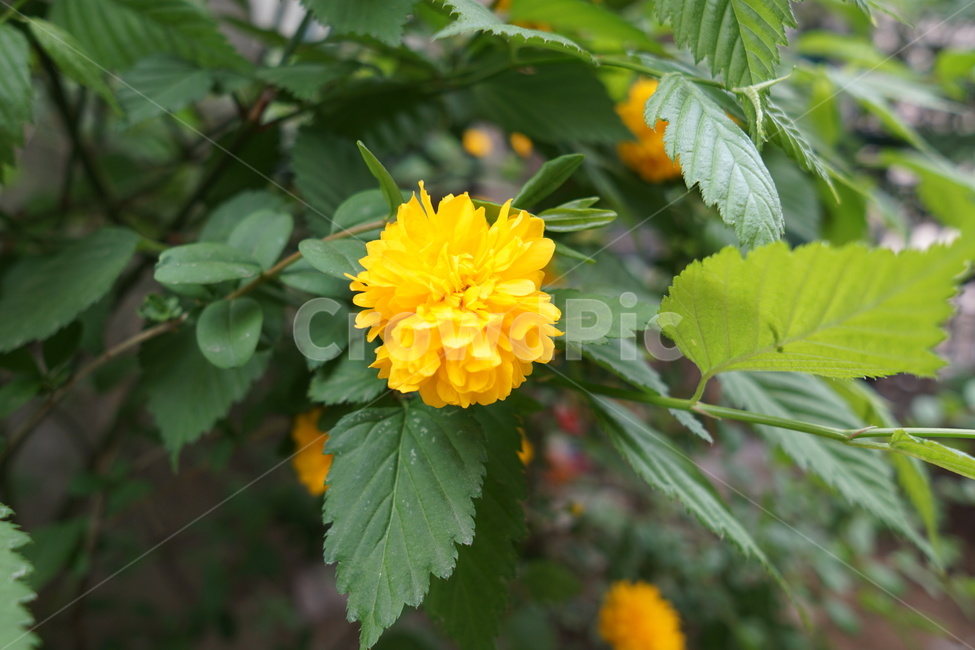 leaf,잎,plant,노란꽃,유채,봄,계절,식물,flower,spring