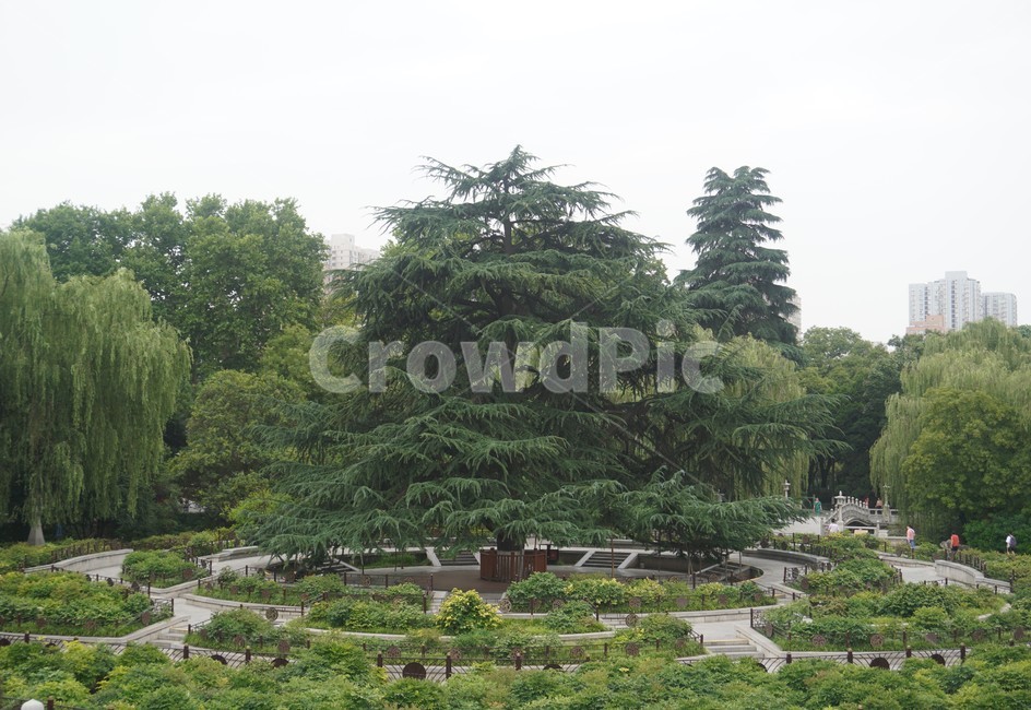 자연,나무,풀,초록,공원,nature,피톤치드,tree,green,plant,식물,outdoors,옥외