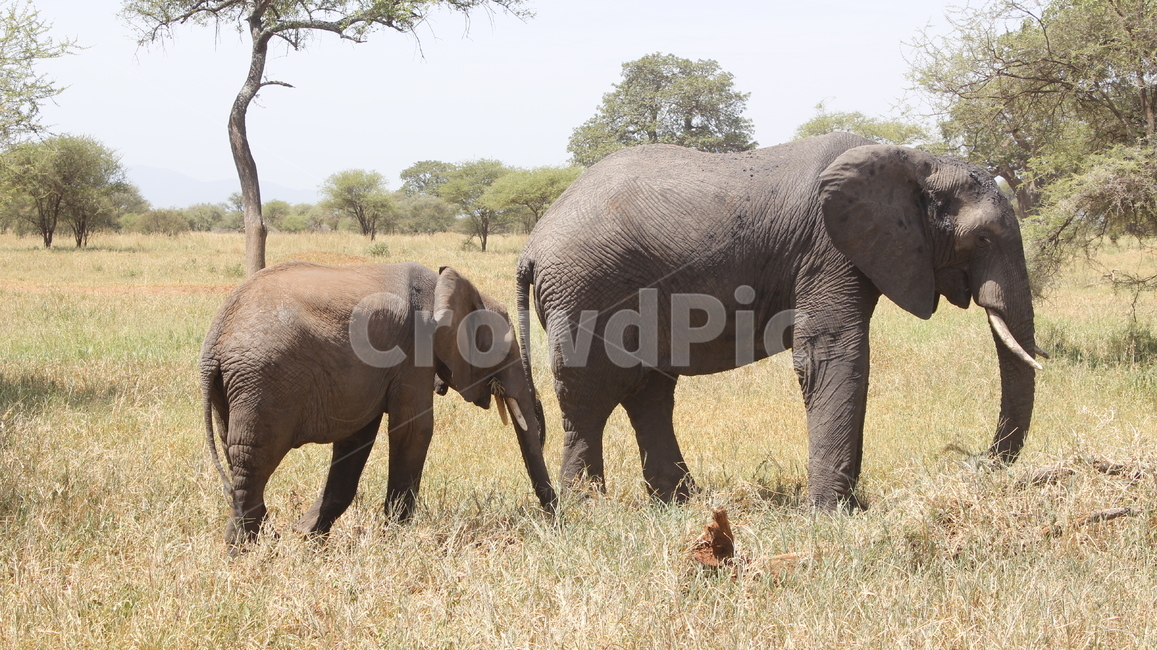 동물,animal,elephant,코끼리,wildlife,야생생물,nature,자연,savanna,대초원,field,들,코끼리가족,가족,포유류,mammal