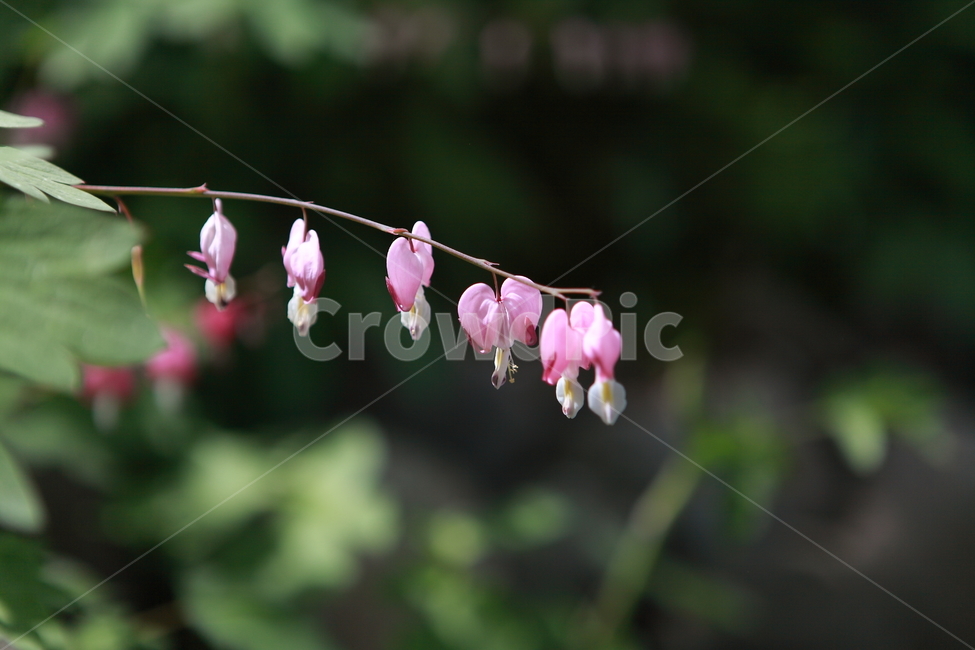 꽃,프라워,야생화,이쁜꽃,꽃밭,야생,식물,자연,plants,nature