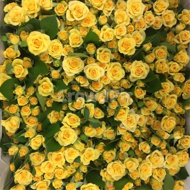 꽃,봄,플라워,노란색,자연