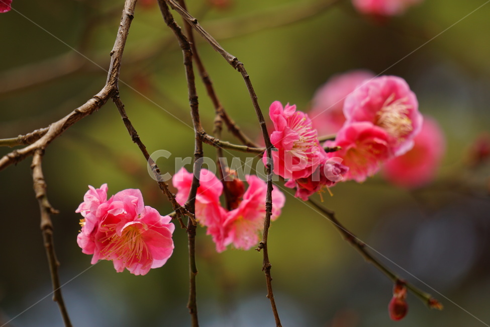 홍매화,봄,꽃,봉은사,감성,봄,계절,spring,season,식물,자연,plants,nature,꽃,flower,geranium,제라늄,plant,blossom