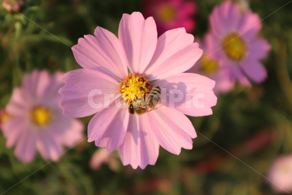 코스모스,벌,꿀벌,분홍색꽃,곤충,식물,flower,bee,가을,계절,fall,autumn,season,식물,자연,plants,nature,꽃,flower,plant,invertebrate,무척추 동물,animal,동물,insect