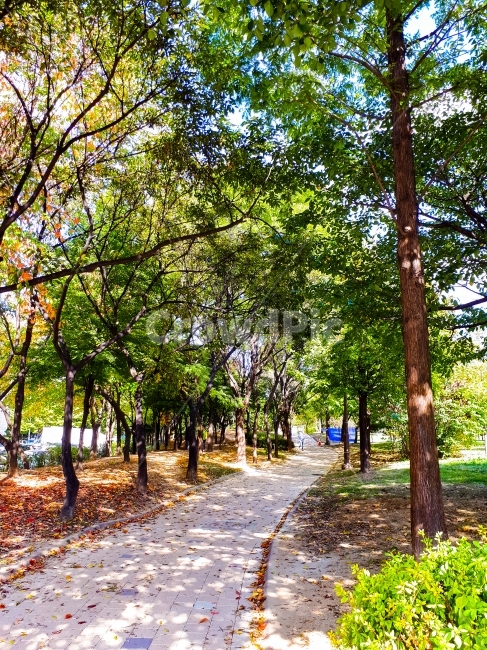한국풍경,산책길,공원길,부평공원,인천시,초가을,나무,한적함,조용함,평화로움,국내,자연,감성,컴퓨터배경사진,배경사진,배경,풍경사진,백그라운드,배경이미지,풍경이미지,엽서사진,자연,풍경,nature,landscape,tree,plant,식물,tree trunk,나무 줄기,outdoors,옥외,garden,정원