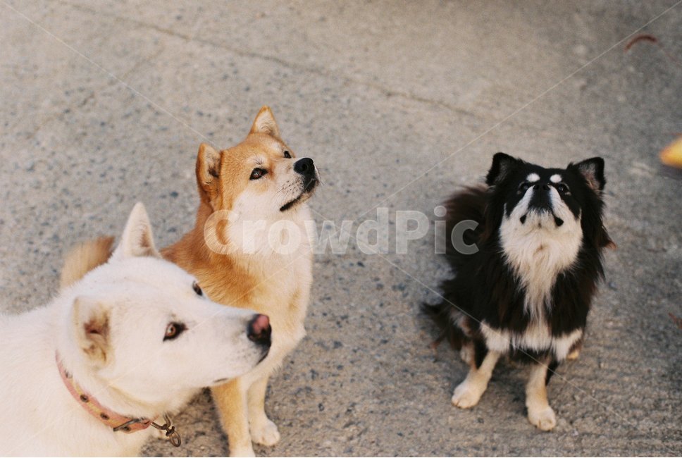강아지,개,백구,누렁이,강아지훈련,동물,animal,포유류,mammal,개,강아지,dog,doggy