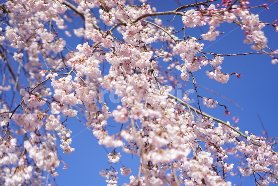 벚꽃,봄,하늘,자연,나무,봄,계절,spring,season,plant,식물,flower,꽃,blossom