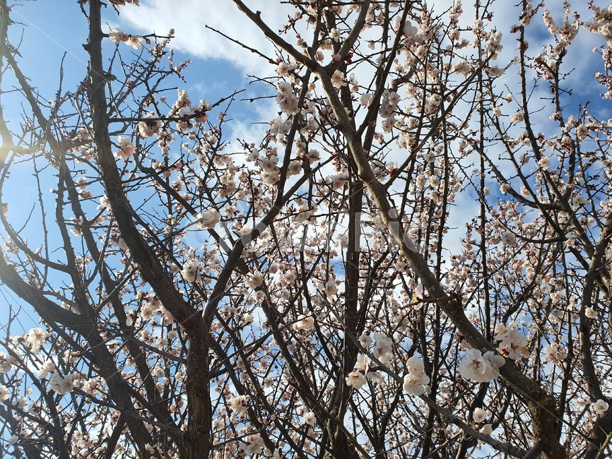 plant,식물,매화,매화나무,매화꽃